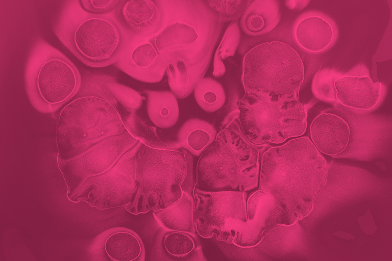 Whole Brain Emulation Future Bodies